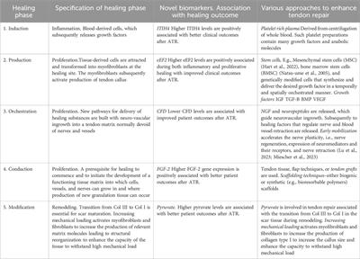 Optimizing tendon repair and regeneration: how does the in vivo environment shape outcomes following rupture of a tendon such as the Achilles tendon?